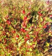 AusgebildeFruchtstaende