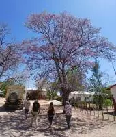 Jacalanda