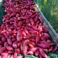 Sweet Potato