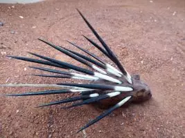 Stachelschwein