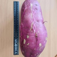 Sweet Potato